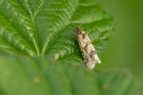 Aethes williana