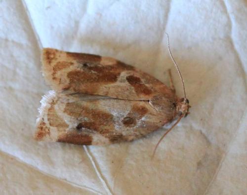 Réf. 140 814 : Archips xylosteana