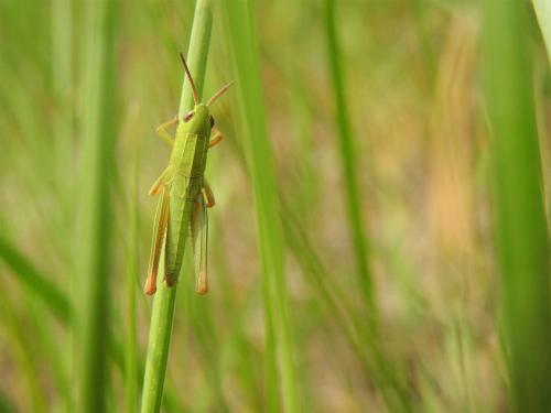 Chorthippus jucundus