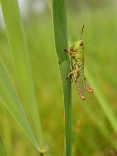 Chorthippus jucundus