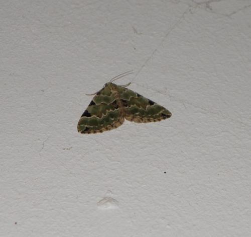 Colostygia pectinataria