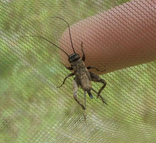 Eumodicogryllus bordigalensis bordigalensis