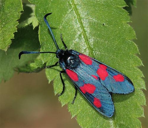 Réf. 140 567 : Zygaena trifolii