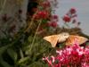 140633 – Photo : bobgaia – France (17)