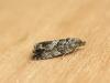 140641 – Photo : jeromebubu – France (81)
