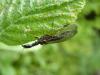 140206 – Photo : Andre Astric – France (68)