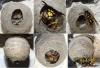 Vespula germanica