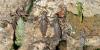 140884 – Photo : Liboupat – France (78)
