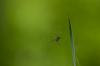 140244 – Photo : Roland Bettinelli – France (01)
