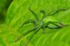 Micrommata ligurina