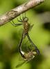 140712 – Photo : Berger Laurent – France (38)