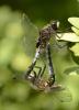 140711 – Photo : Berger Laurent – France (38)