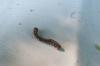 140290 – Photo : Vita – France (53)