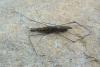 140850 – Photo : Philippe Loncle – France (22)