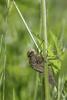 140643 – Photo : Manuel Maingeot – France (59)