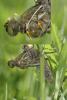 140706 – Photo : Manuel Maingeot – France (59)