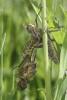 140645 – Photo : Manuel Maingeot – France (59)