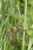 140648 – Photo : Manuel Maingeot – France (59)