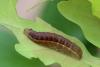 140730 – Photo : Insectesidf – France (61)