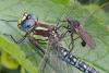 140763 – Photo : Pierre SENGEZ – France (60)