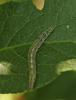 140859 – Photo : Pensa Eric – France (13)