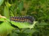 140599 – Photo : Sylvain Fadda – France (04)