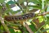 Lasiocampa quercus