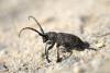 Lamia textor