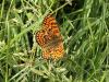 140663 – Photo : Defosse – France (42)