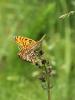 140664 – Photo : Defosse – France (42)
