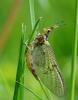 140745 – Photo : Pierre SENGEZ – France (02)