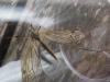 140107 – Photo : Guénael Hallart – France (02)