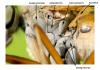 140488 – Photo : DUBOIS Yves – France (01)