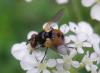 140053 – Photo : Guénael Hallart – France (02)