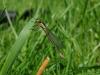 140870 – Photo : Sarah Chabot – France (94)