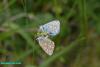 140123 – Photo : Henri BROT – France (06)
