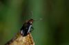 140133 – Photo : Fabricius – France (13)