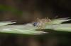 140131 – Photo : Fabricius – France (13)