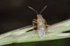 140375 – Photo : Fabricius – France (13)