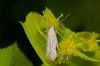 140051 – Photo : Fabricius – France (13)