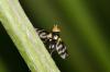 140047 – Photo : Fabricius – France (13)