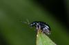140382 – Photo : Fabricius – France (13)