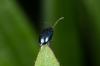 140393 – Photo : Fabricius – France (13)