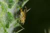 140394 – Photo : Fabricius – France (13)