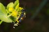 140569 – Photo : Fabricius – France (13)