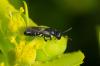140471 – Photo : Fabricius – France (13)