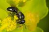 140597 – Photo : Fabricius – France (13)