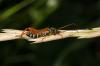 140635 – Photo : Fabricius – France (13)