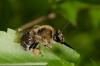 140636 – Photo : Fabricius – France (13)