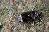 140221 – Photo : Fabricius – France (13)